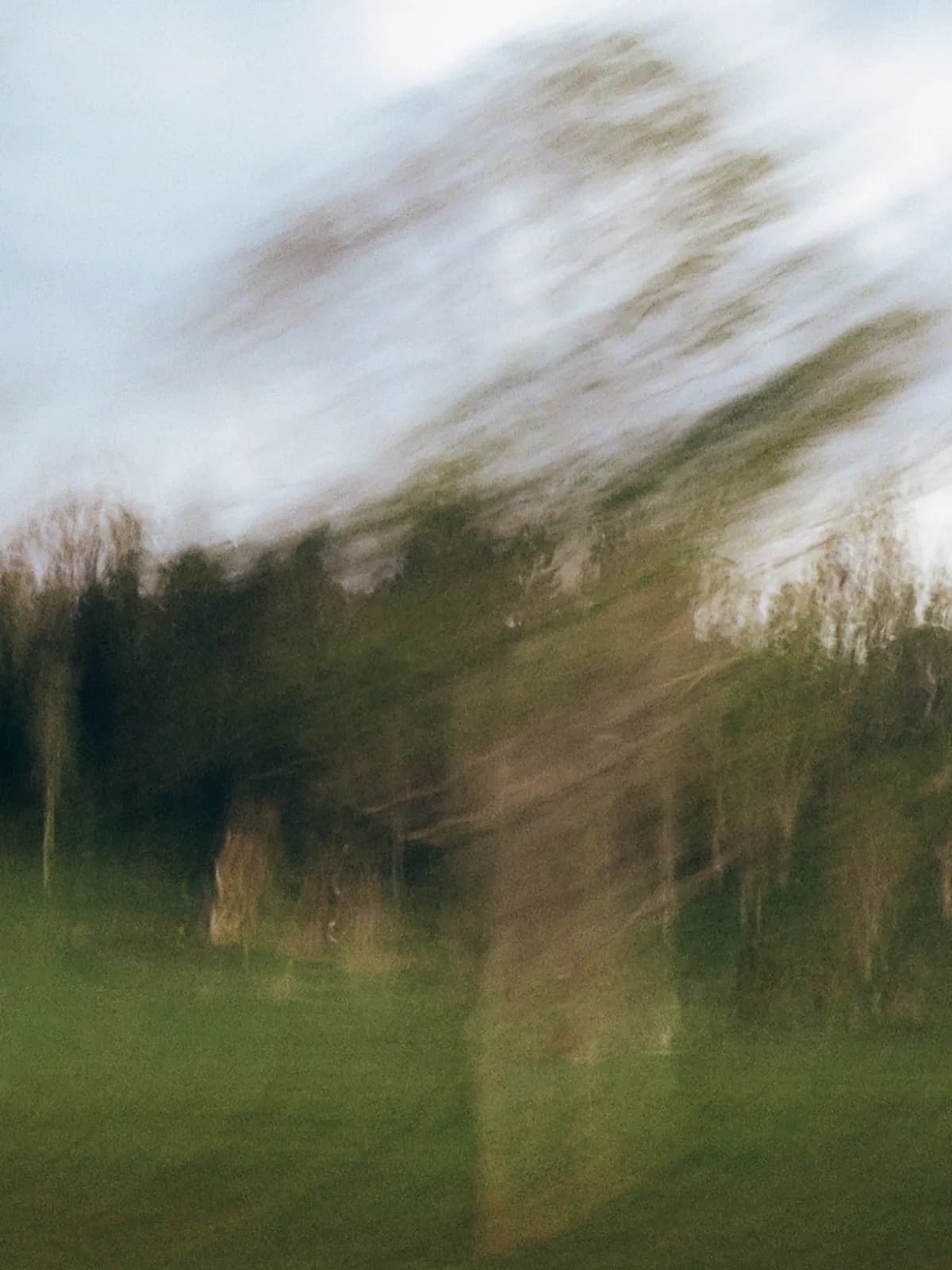 A blurry image of trees on the butterwood ranch by Claudia Smith