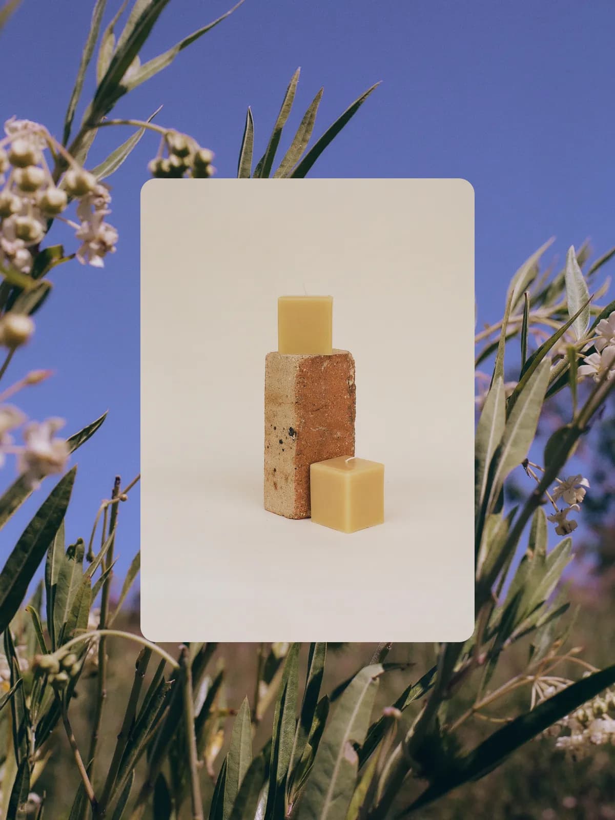 A composite image of a plant with blue sky behind it in the background and a candle on grey background in the foreground