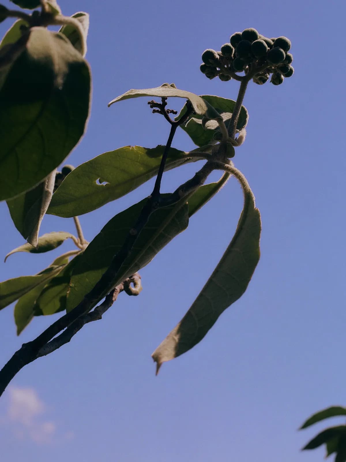 A close up of a plant and flower on a sky blue background Claudia Smith